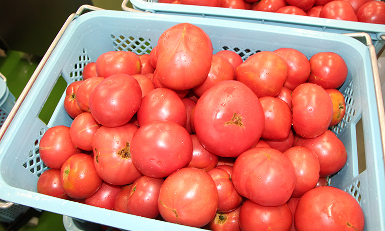 形が不ぞろいな未利用品の「小松とまと」