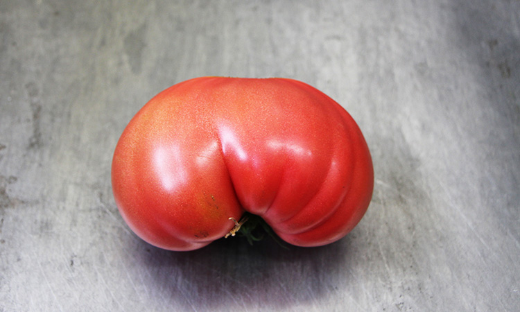 形が不ぞろいな未利用品の「小松とまと」