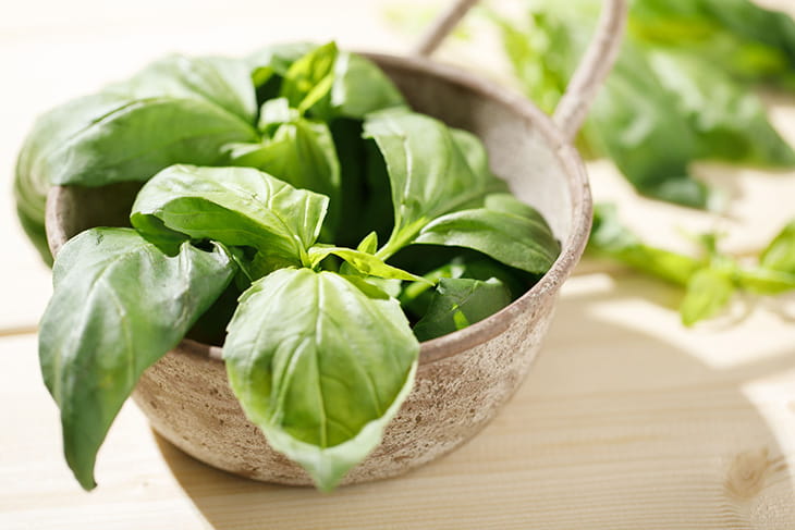 国産フレッシュバジル